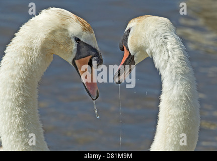 Paar Höckerschwäne mit dribbling Wasser kleben. Stockfoto