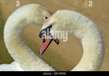 Paar Höckerschwäne am Abbotsbury Swannery, Dorset UK Stockfoto