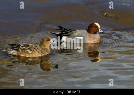 Eurasian Wigeon Anas penelope Stockfoto