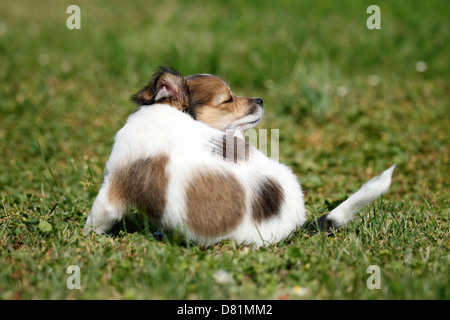 Mischling Welpe Stockfoto