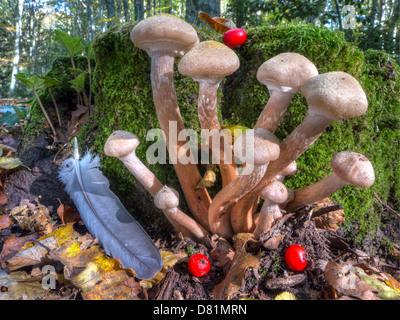 Italien-Apulien-Gargano-Nationalpark Foresta Umbra Nature Reserve - Buche Wald im Herbst Pilze: Armillaria sp Stockfoto