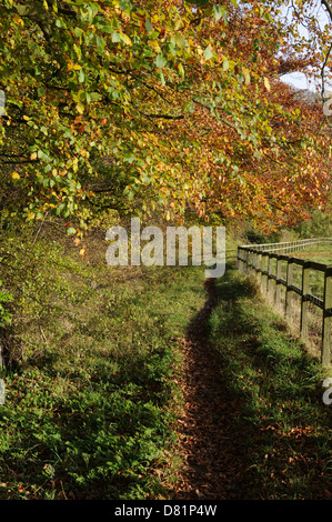 Herbstliche Farben, Bäume säumen einen Wanderweg im Hook Norton, Oxfordshire Stockfoto