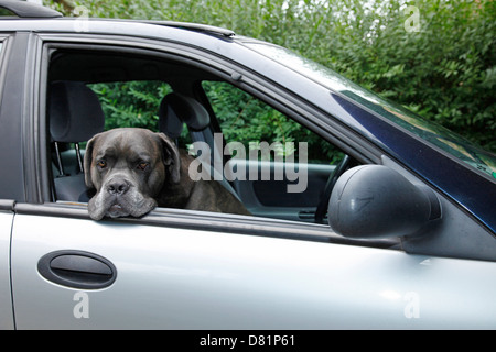 Cane Corso im Auto Stockfoto