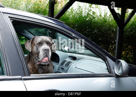 Cane Corso im Auto Stockfoto