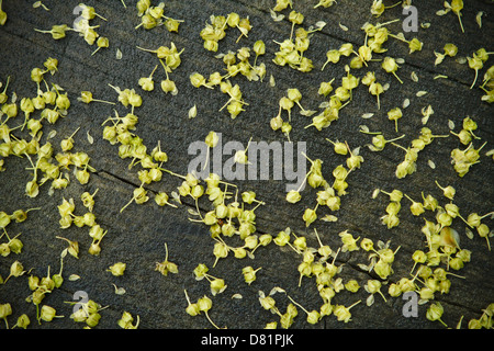 Winzigen Blüten von Linden auf einer Holzbank. Stockfoto