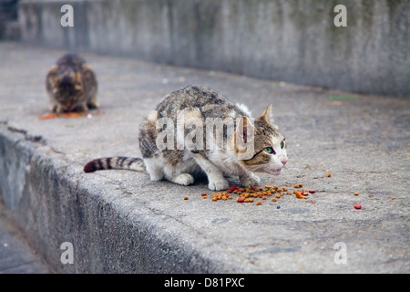 Wilde streunende Katze verteidigt seine Nahrung in der Straße Stockfoto