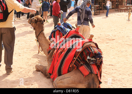 Kamele in Petra Jordan Stockfoto