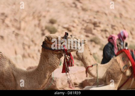 Kamele in Petra Jordan Stockfoto