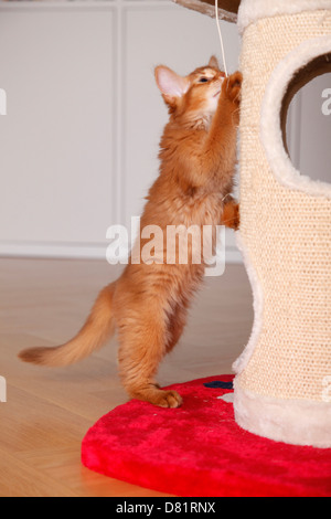 somalischer Kätzchen Stockfoto