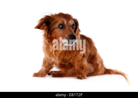 sitzende alte Mischling Stockfoto