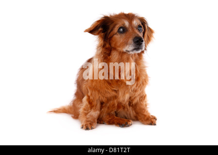 sitzende alte Mischling Stockfoto