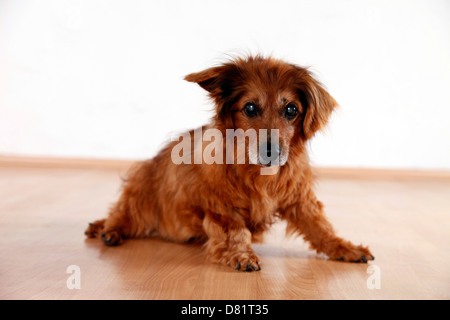 sitzende alte Mischling Stockfoto