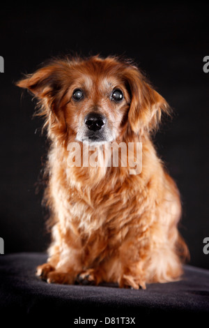 sitzende alte Mischling Stockfoto