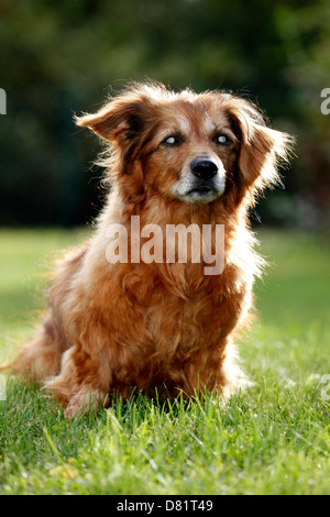 sitzende alte Mischling Stockfoto