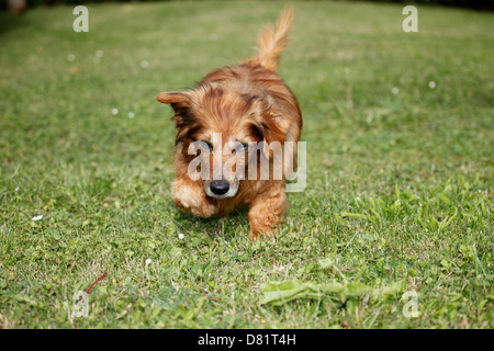 alt Mischling Stockfoto