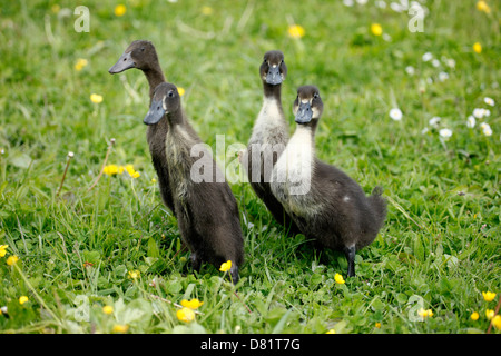 Kajuga und Indian Runner-Enten Stockfoto