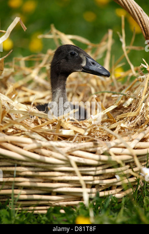 Indian Runner duck Stockfoto