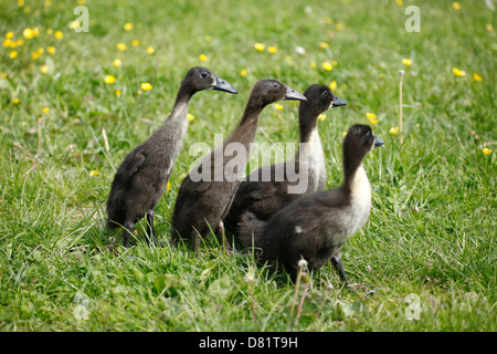 Kajuga und Indian Runner-Enten Stockfoto