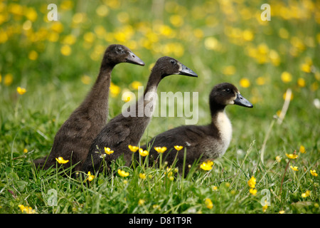 Kajuga und Indian Runner-Enten Stockfoto