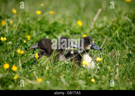 Kajuga und Indian Runner-Enten Stockfoto