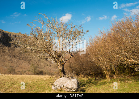 Weißdorn-Baum und Hasel Gestrüpp im zeitigen Frühjahr an Keelhilla National Nature Reserve, Burren, County Clare, Irland Stockfoto