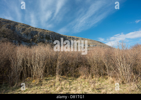 Hazel scrub im zeitigen Frühjahr am Keelhilla National Nature Reserve, die Burren, County Clare, Irland Stockfoto