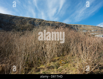 Hazel scrub im zeitigen Frühjahr am Keelhilla National Nature Reserve, die Burren, County Clare, Irland Stockfoto