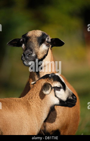 Schafe Stockfoto