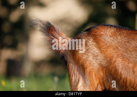 Ziege Stockfoto