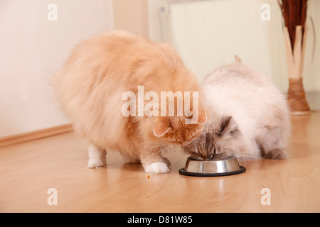 2 Katzen Stockfoto