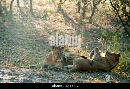 Zwei Löwen spielen auf dem Boden in Antelope Park, Simbabwe, Afrika. Stockfoto