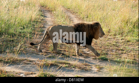 Männlicher Löwe schreitend im Busch. Antelope Park Simbabwe. Stockfoto
