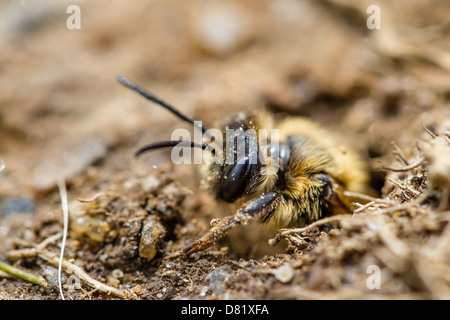 Bergbau, Biene Andrena Blick aus Nest Kammer in Yorkshire Stockfoto