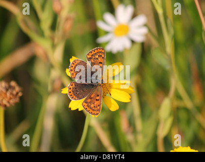 Detaillierte Makro Bild eine seltene weibliche rußigen Kupfer Schmetterling (Lycaena Tityrus) posiert auf einer gelben Blume Stockfoto