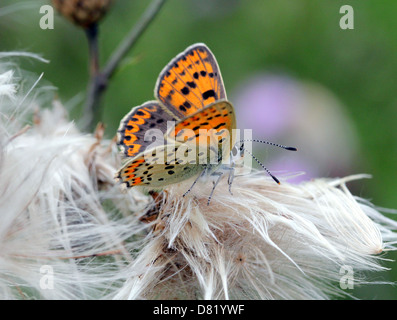 Detaillierte Makro Bild eine seltene weibliche rußigen Kupfer Schmetterling (Lycaena Tityrus) posiert auf einer Blume mit offenen Flügeln Stockfoto