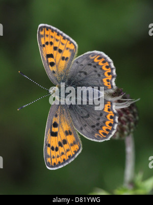 Detaillierte Makro Bild von einer seltenen weiblichen rußigen Kupfer Schmetterling (Lycaena Tityrus) posiert auf einer Blume Stockfoto