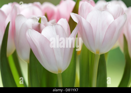 Nahaufnahme von blass rosa Tulpen Stockfoto