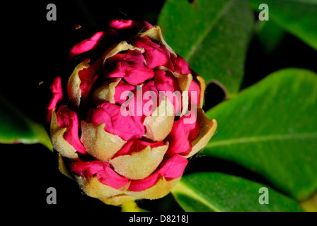 Ein Rhododendron Blütenknospe Stockfoto