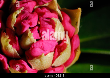 Ein Rhododendron Blütenknospe Stockfoto