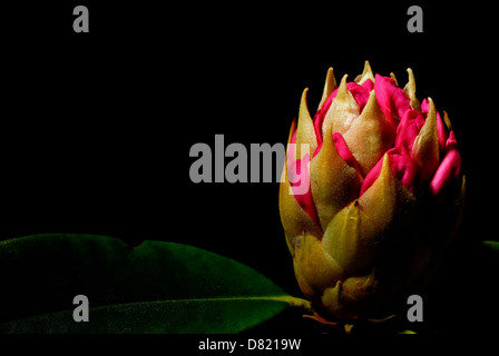 Ein Rhododendron Blütenknospe Stockfoto