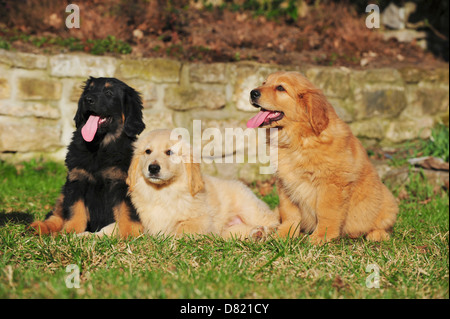 Hovawart Welpen Stockfoto