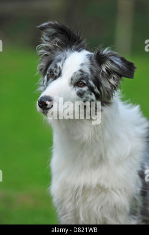 Border-Collie-Portrait Stockfoto