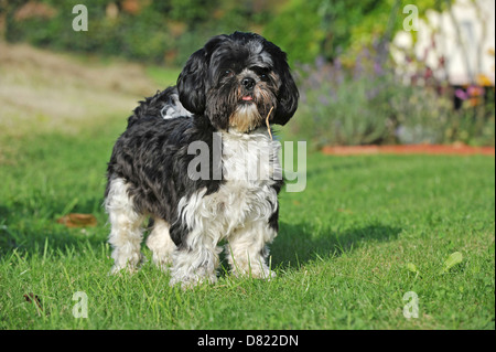 Shih Tzu Stockfoto