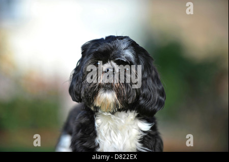 Shih-Tzu-Portrait Stockfoto