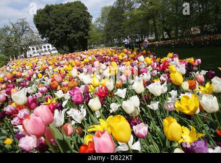 Farbigen Tulpen blühen auf dem Gebiet der internationalen Garten zeigen (IGS) in Hamburg, Deutschland, 17. Mai 2013. Die IGS erwartet viele Besucher auf die Pfingstferien. Foto: Christian Charisius Stockfoto