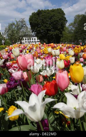 Farbigen Tulpen blühen auf dem Gebiet der internationalen Garten zeigen (IGS) in Hamburg, Deutschland, 17. Mai 2013. Die IGS erwartet viele Besucher auf die Pfingstferien. Foto: Christian Charisius Stockfoto