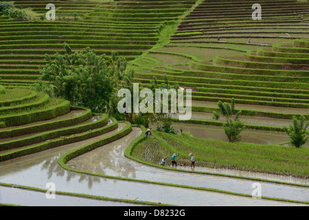 Indonesien, Bali, Bauern arbeiten in einem Reisfeld in Terrasse in der Nähe von Jatiluwith Stockfoto