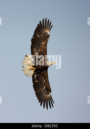 Weißkopf-Seeadler (Haliaeetus Leucocephalus) im Flug zeigt einige noch fleckiges Gefieder. Stockfoto