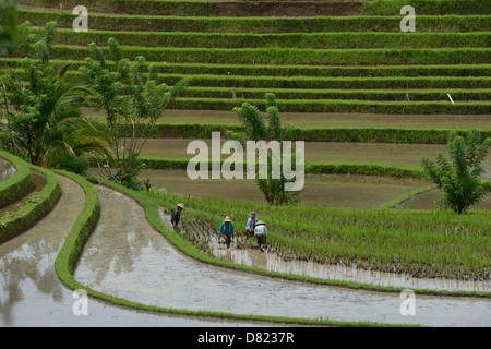 Indonesien, Bali, Bauern arbeiten in einem Reisfeld in Terrasse in der Nähe von Jatiluwith Stockfoto