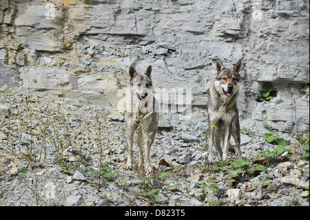 Tschechoslowakische Wolfshunde Stockfoto